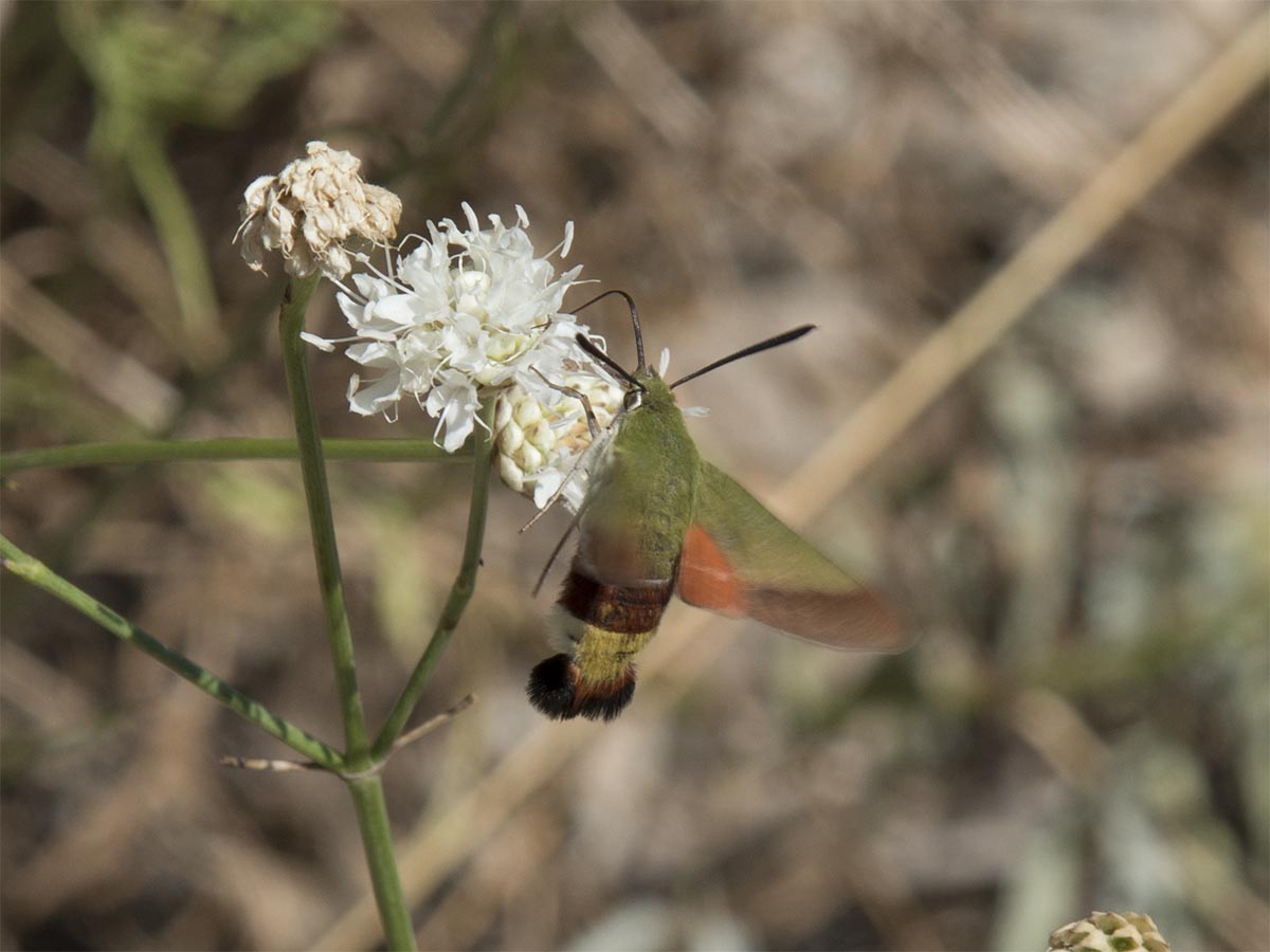 Hemaris croatica